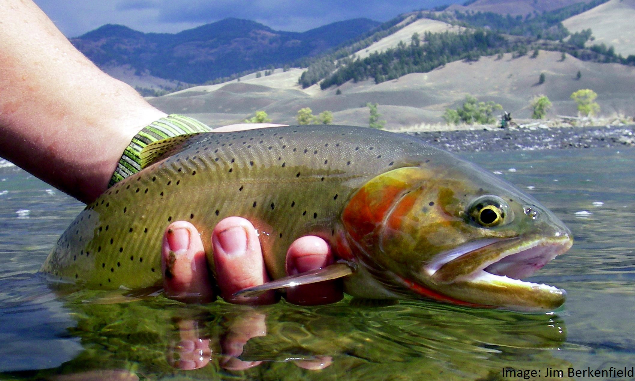 cutthroat trout habitat restoration