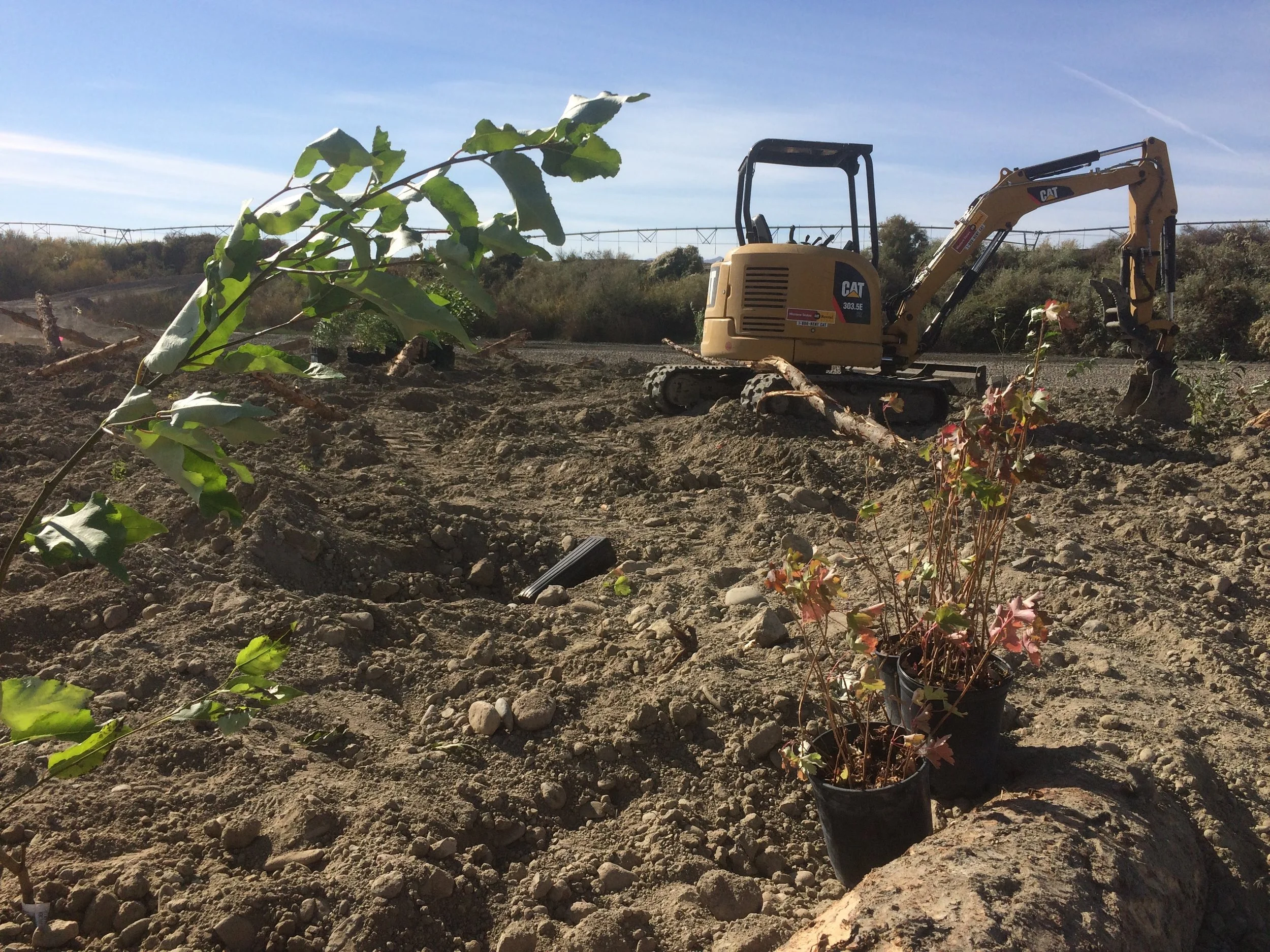 Plants ready to go in the ground with the mini-ex.