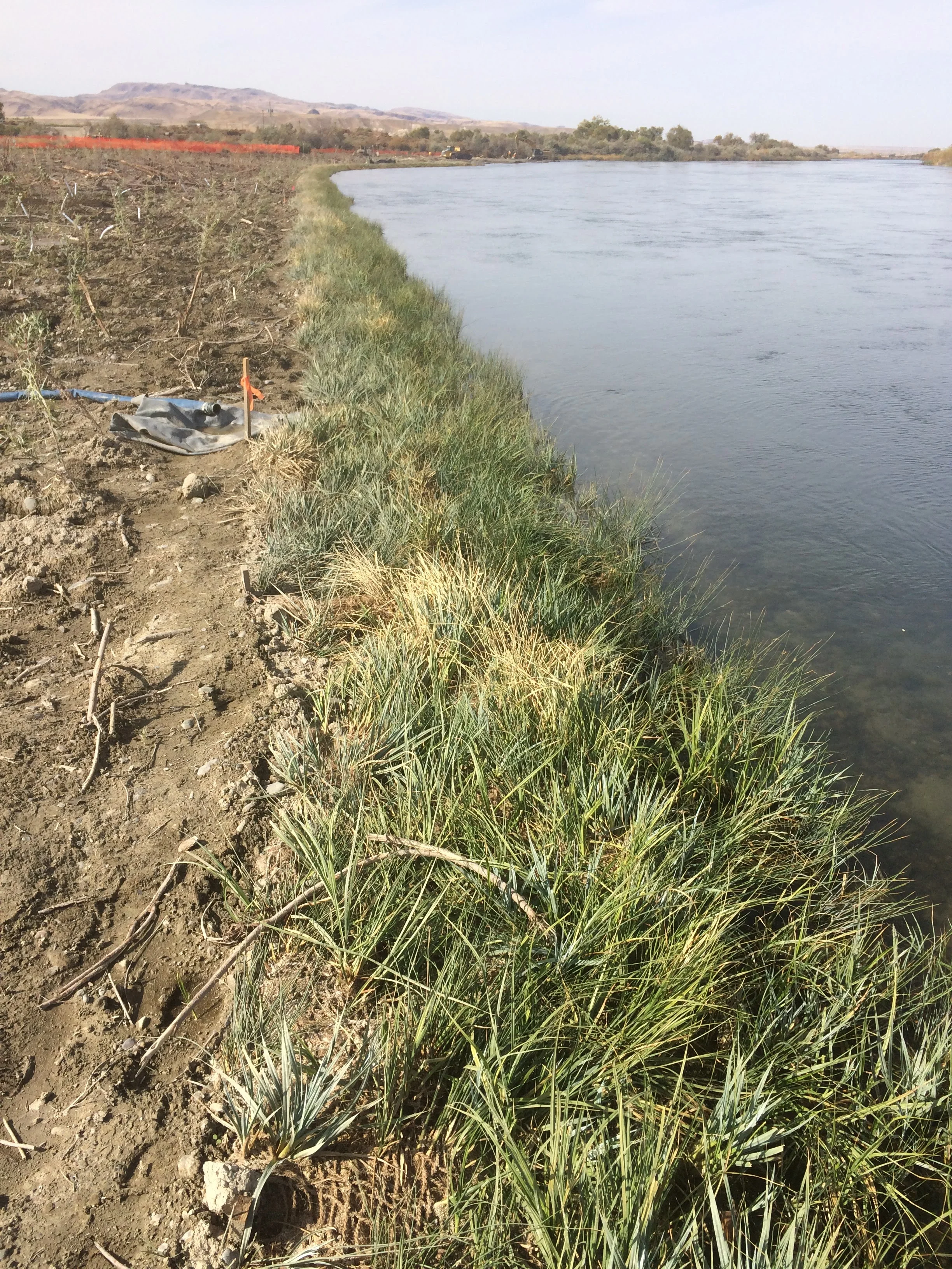 Our wetland sod is a highly successful product produced by Northfork Native Plants.