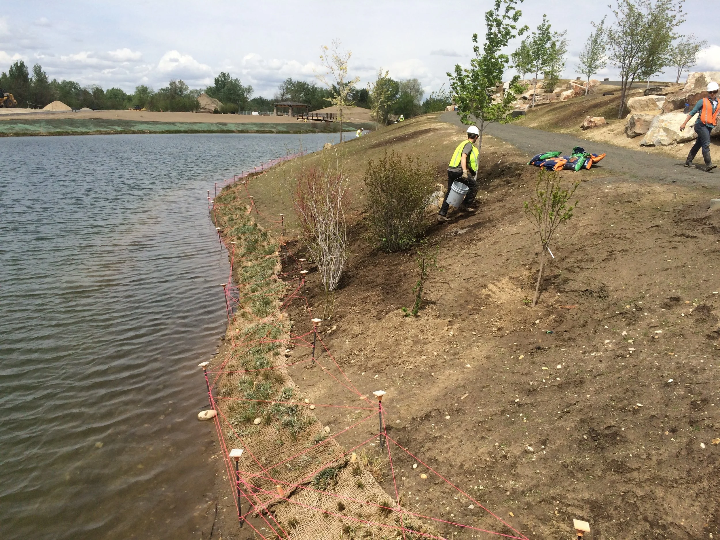 Goose barrier to prevent depredation by geese while sod mats establish.