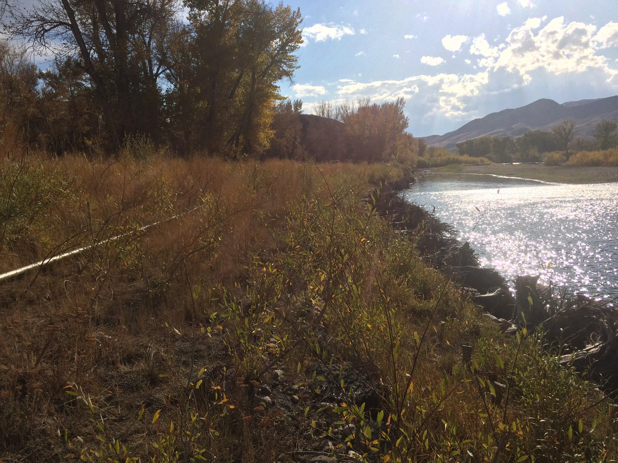 October, 2016. Willows are well established, seeding has been successful, and the bank stabilized.