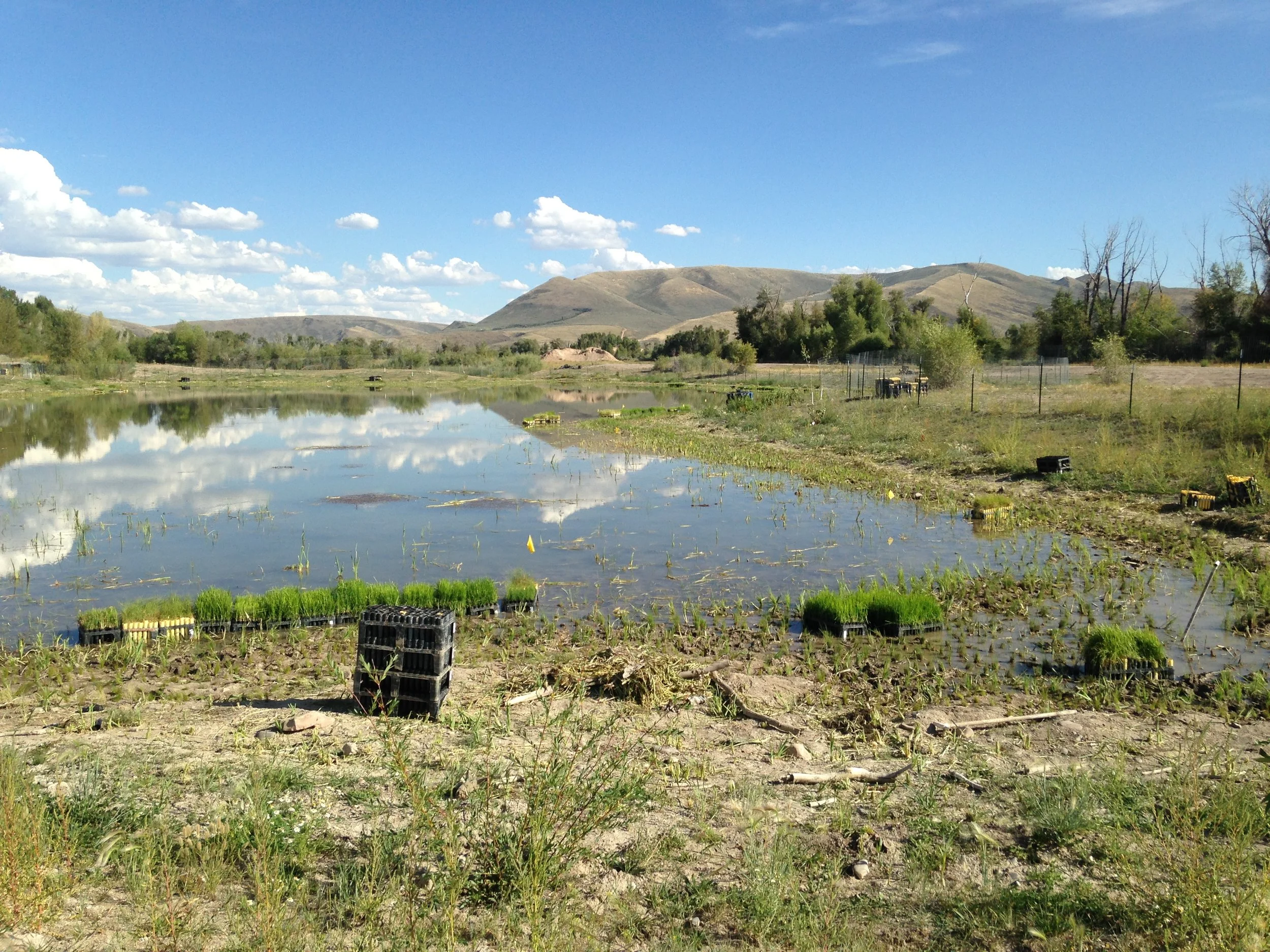 Completed revegetation around ponds for wildlife habitat restoration