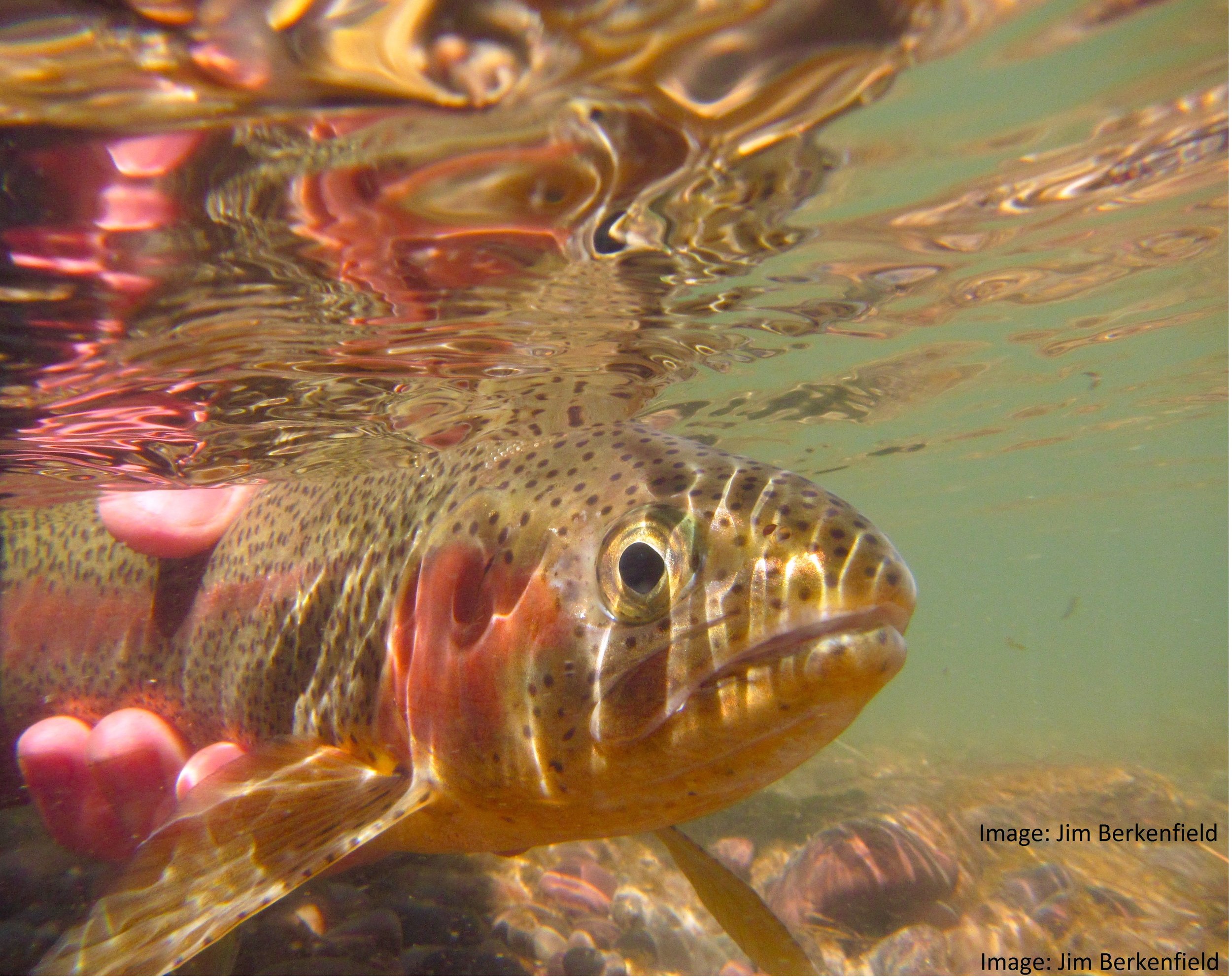 cutthroat trout habitat restoration