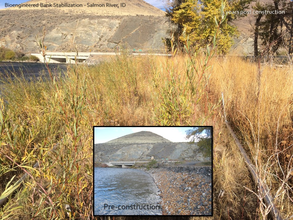 bank stabilization on the salmon river