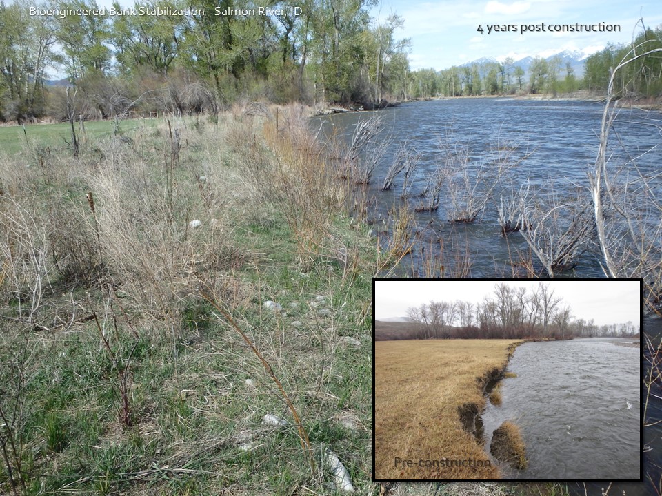 streambank restoration on salmon river before and after