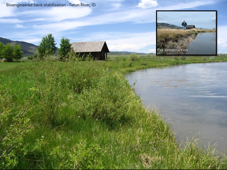 teton river streambank restoration before and after