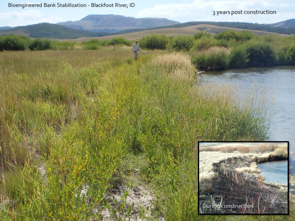 blackfoot river streambank restoration before and after