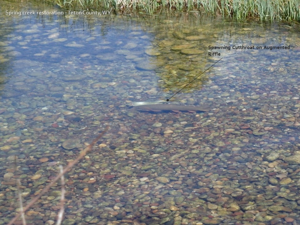 trout spawning on recently restored stream