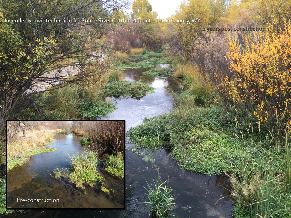 spring creek restoration before and after teton county wy