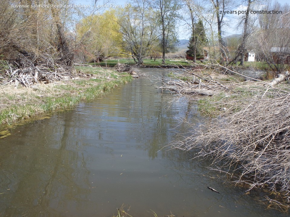 stream restoration lemhi river
