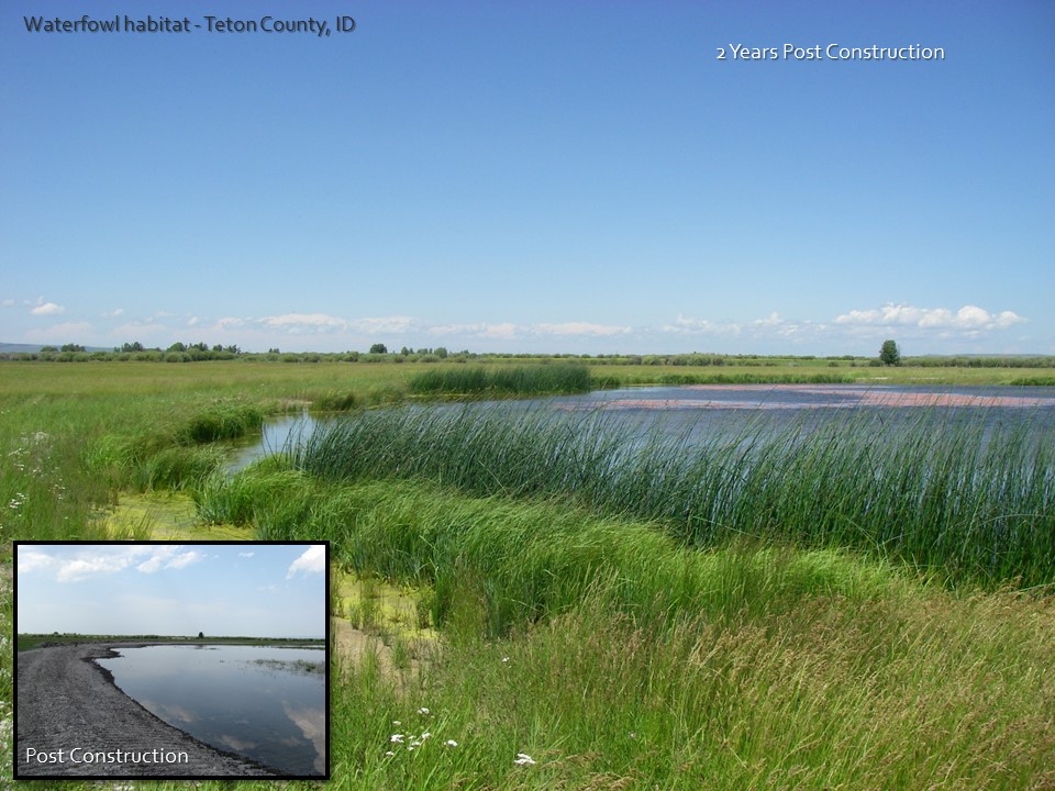 waterfowl habitat restoration before and after