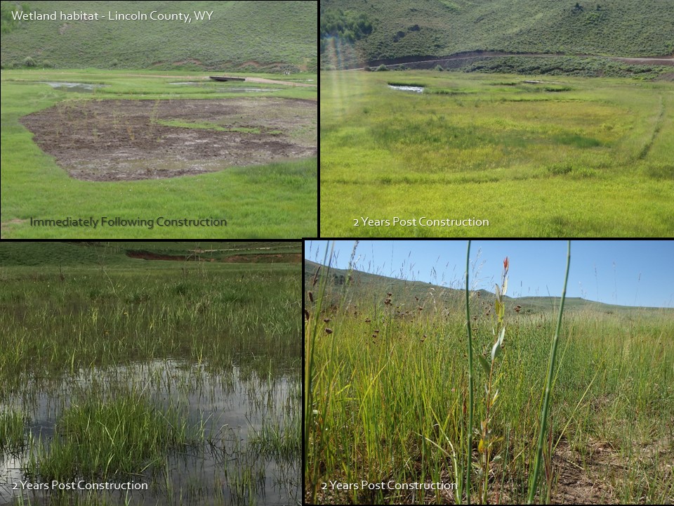 wetland habitat restoration 