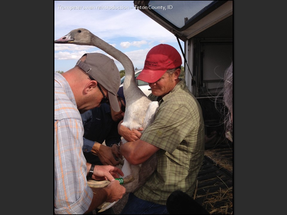 banding swan and release