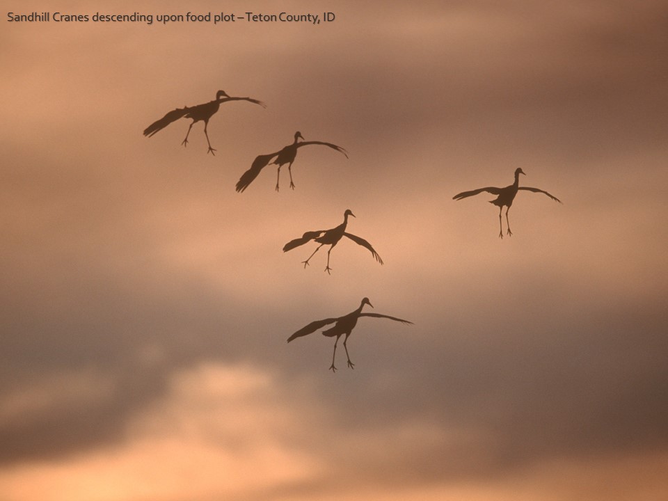 sandhill cranes descending