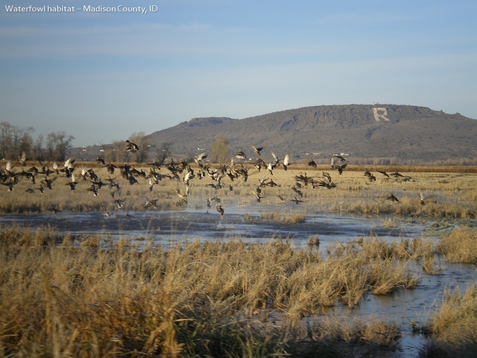 geese taking off of newly restored wetland near rexburg idaho