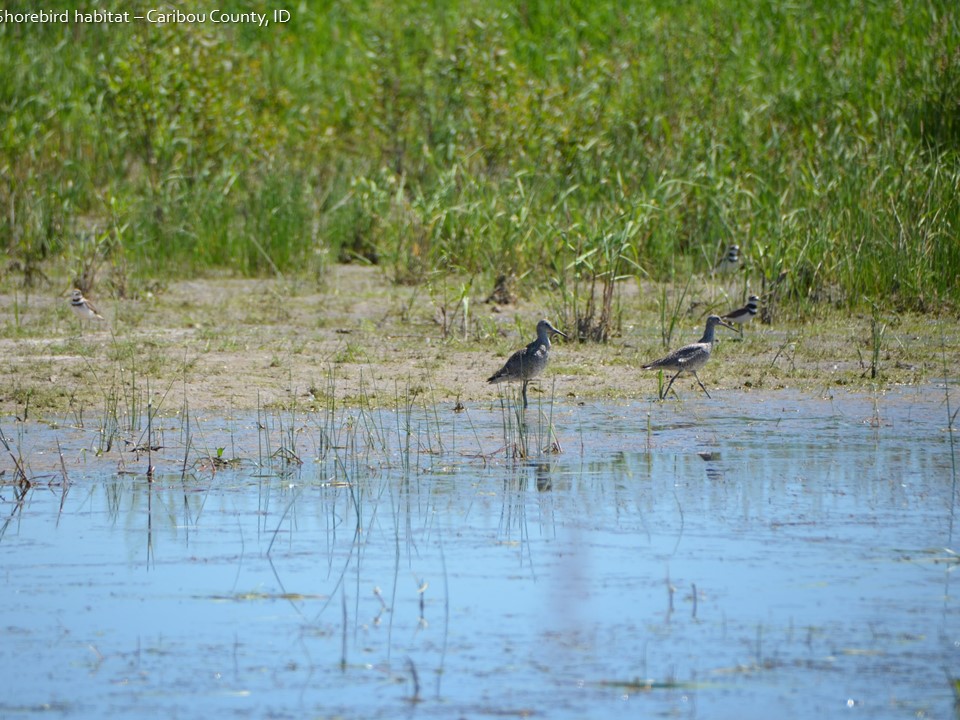 shorebird habitat restored in caribou county idaho