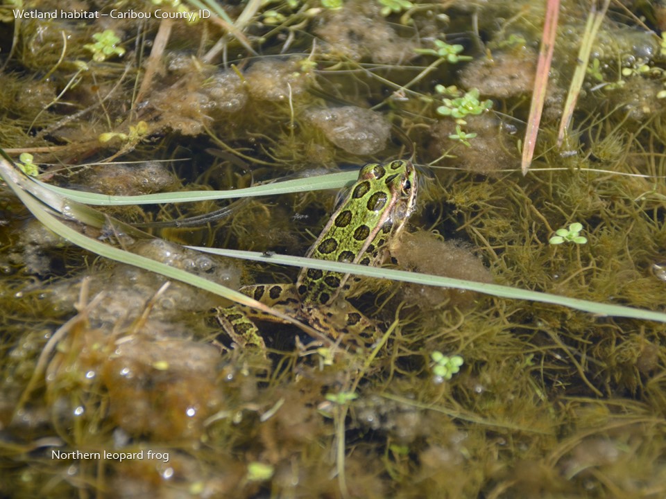 frog in wetland habitat