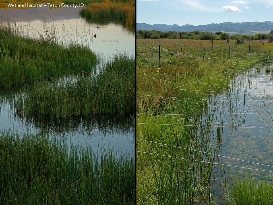 environmental consulting wetland restoration