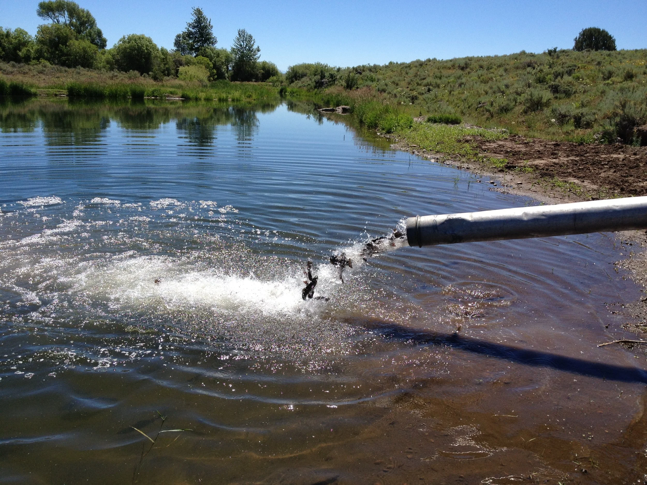 native fish stocking after habitat restoration