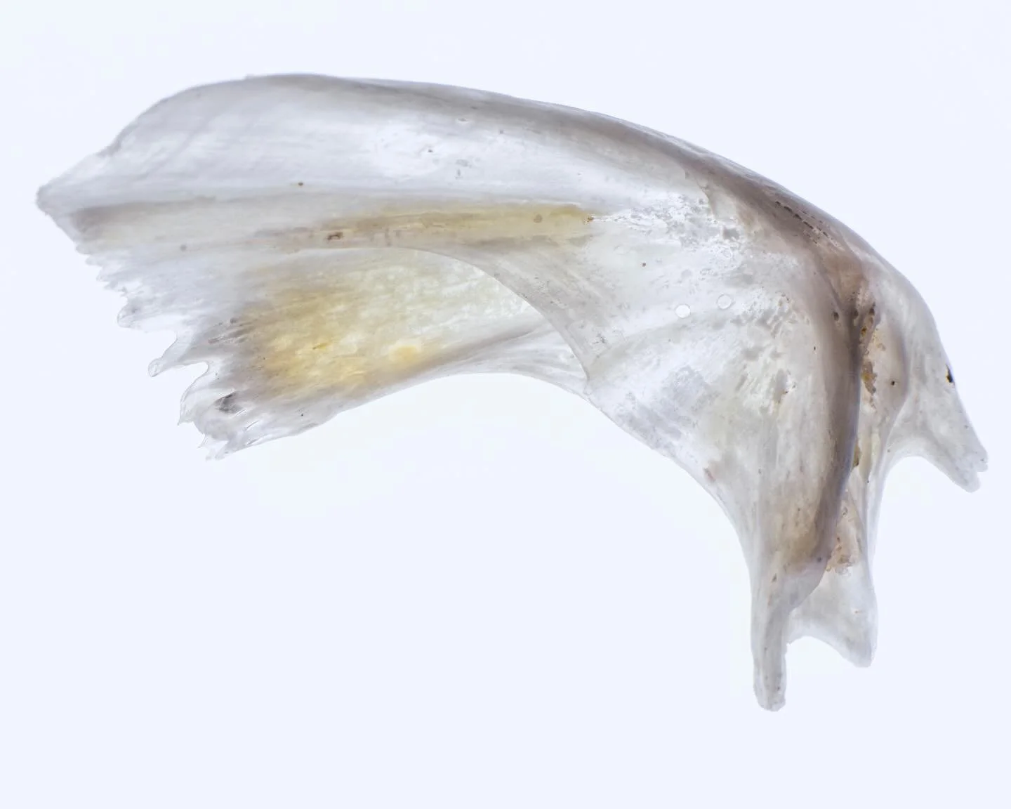 Very excited that my new work &ldquo;Bone from Bloom&rdquo; has been selected for the &ldquo;The Bloom.&rdquo;

A group exhibition responding to the recent algal bloom impacting South Australia&rsquo;s coastline @onkaparingaarts. 

#newwork #thebloom