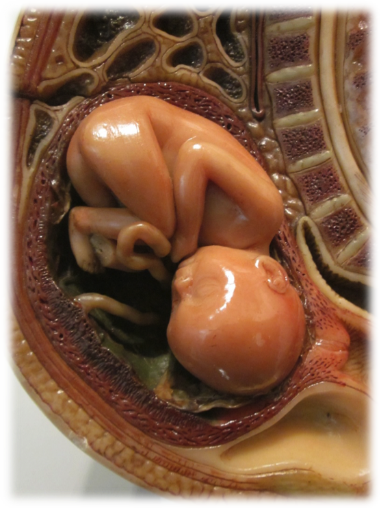 OBS-Wax Anatomical Model.png