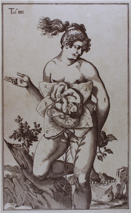 OBS-Spigelius “De Formato Foeto Tabulae” Plates c.1645.png