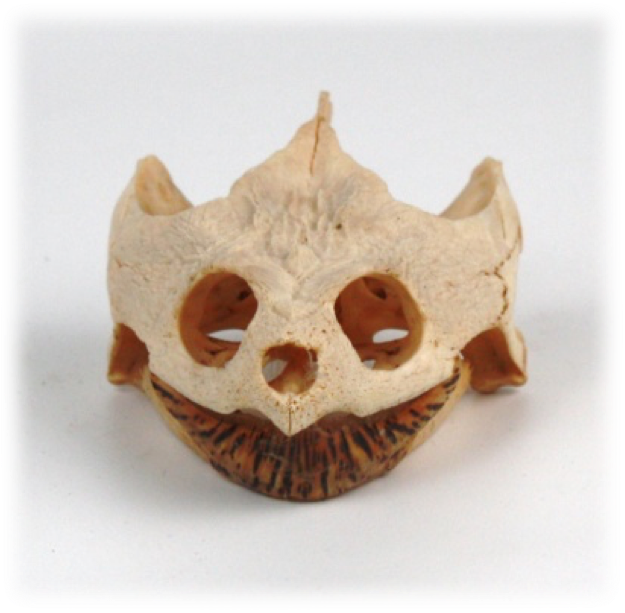 Vet - Snapping Turtle Chelydra serpentins.png