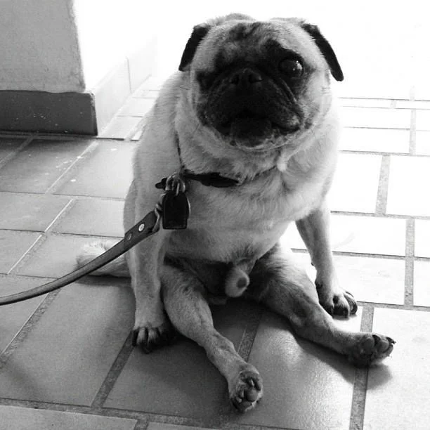 John the pug