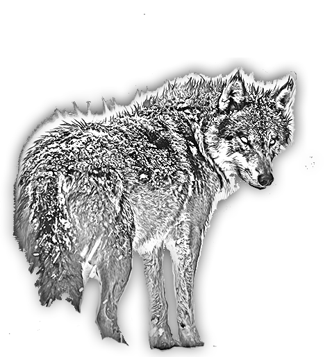 Wolf B&W pencil (lower).png