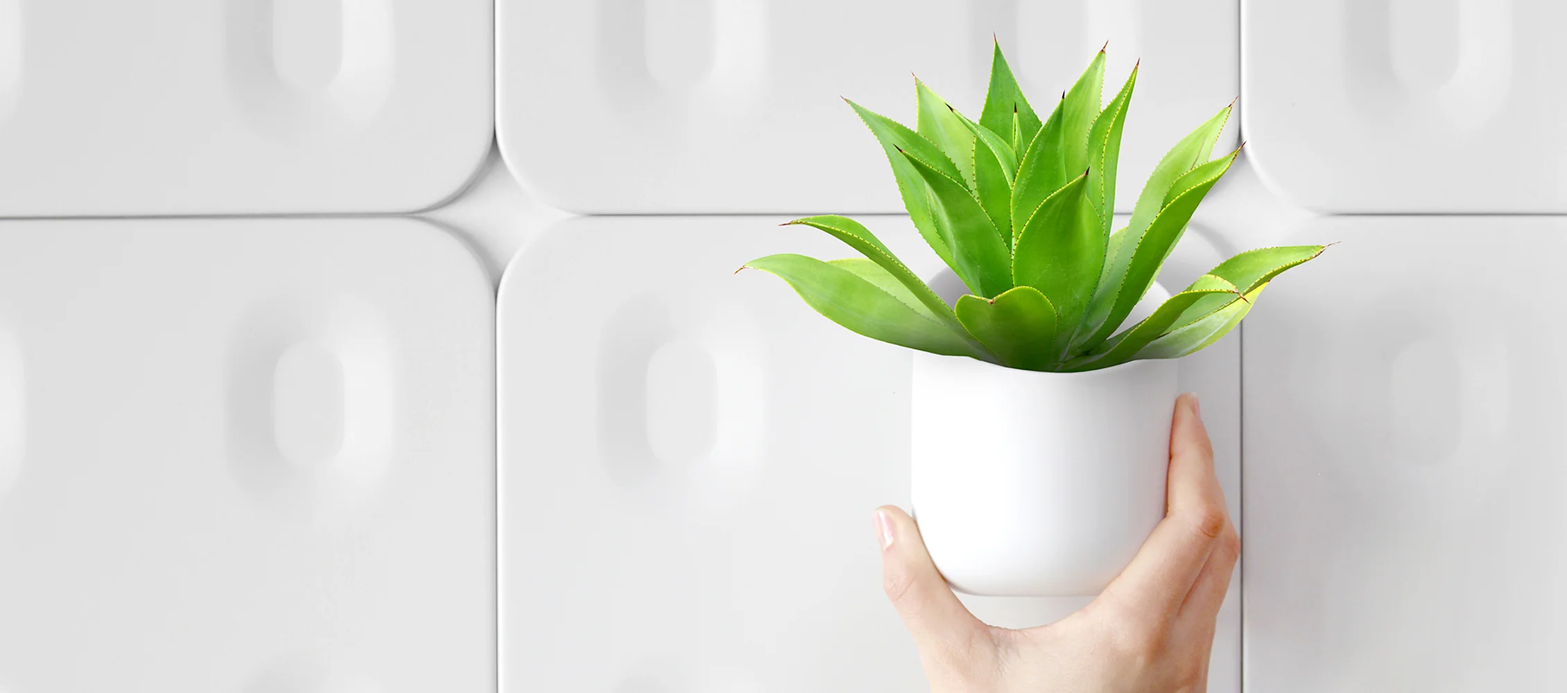 Urbio succulent solo