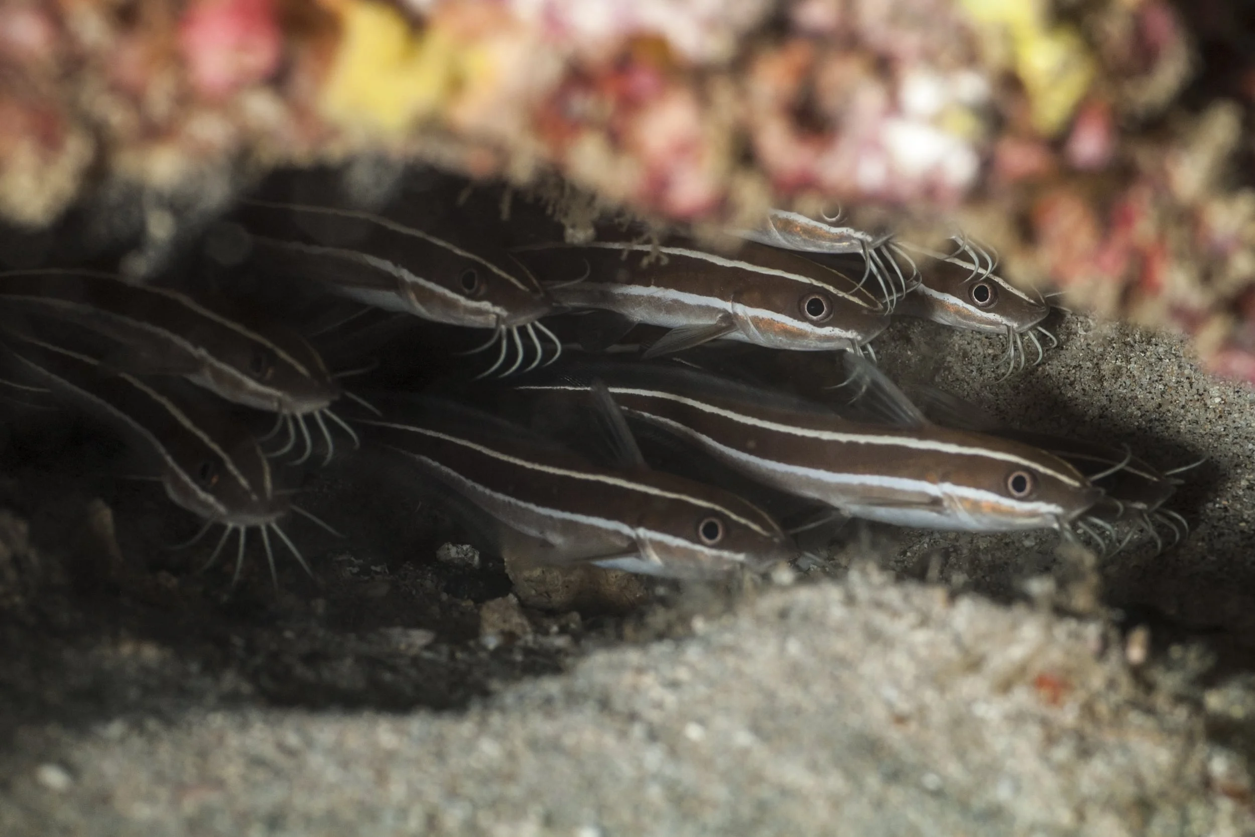 Cat Fish.jpg