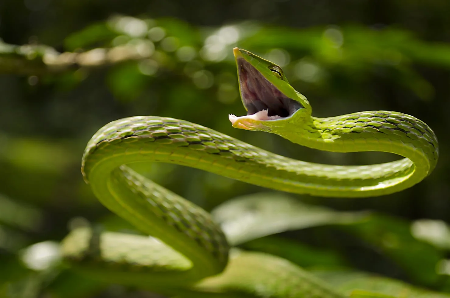 Green Vine Snake.jpg