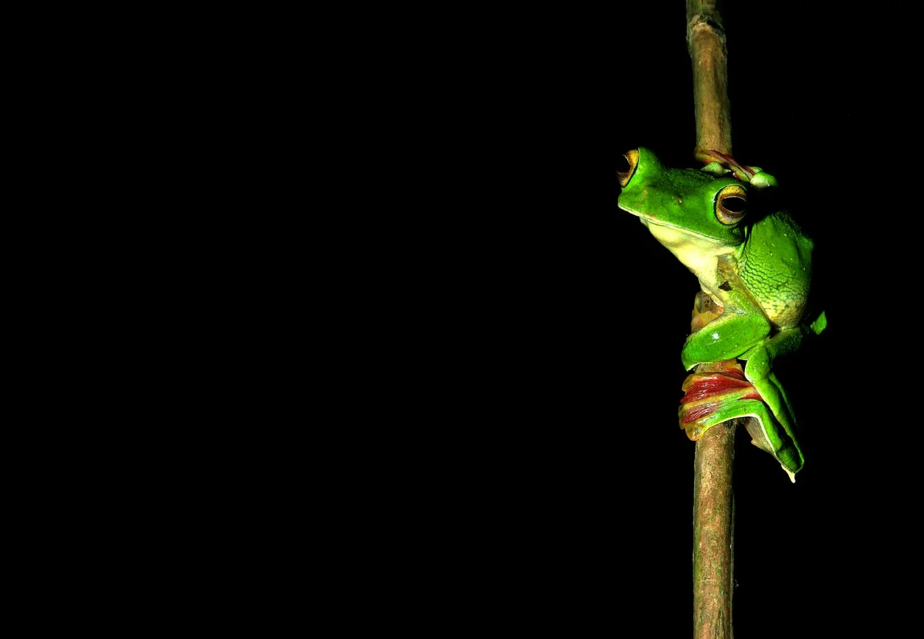 Malabar Flying Frog.jpg