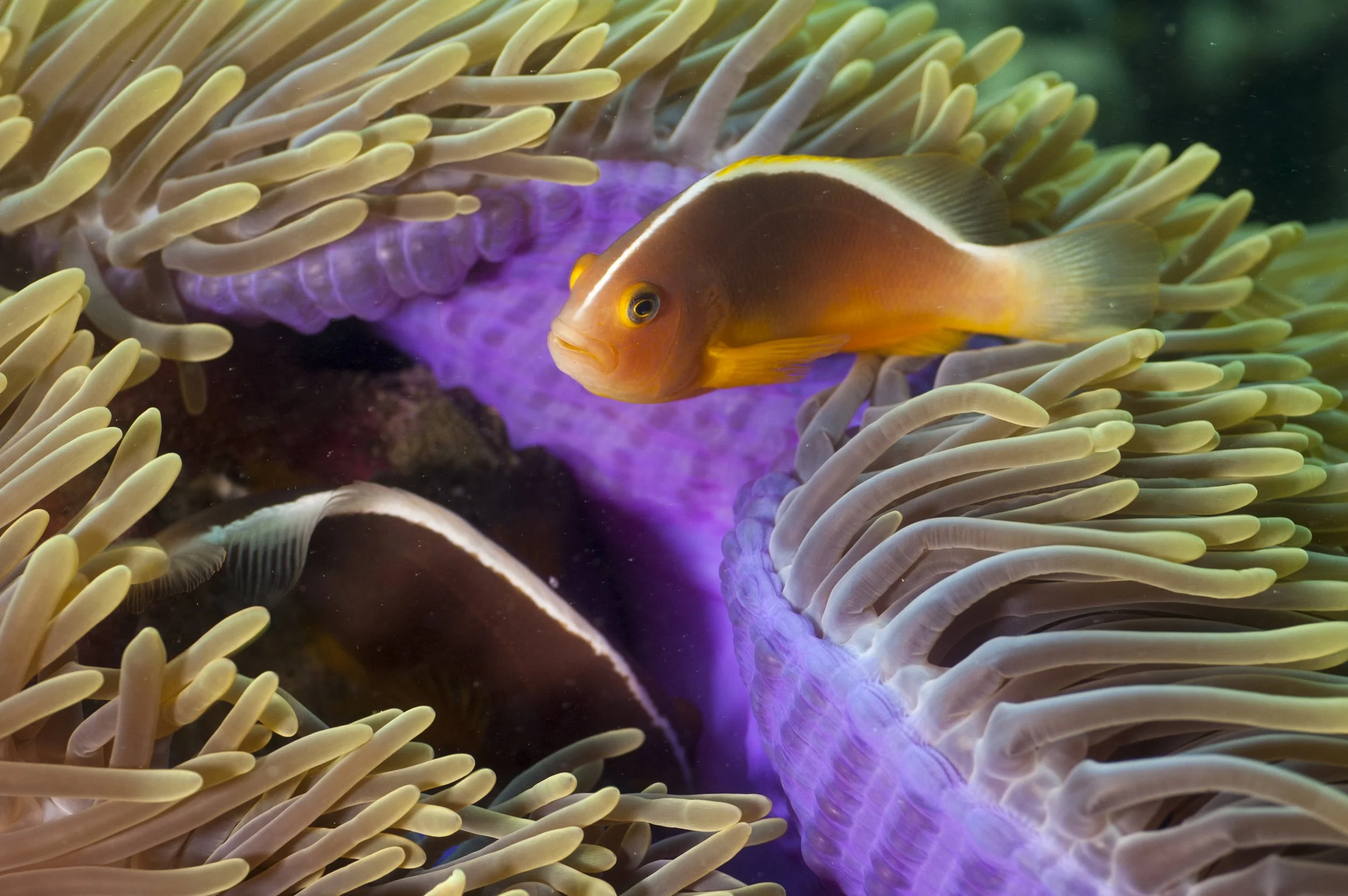 Purple Anemone.jpg