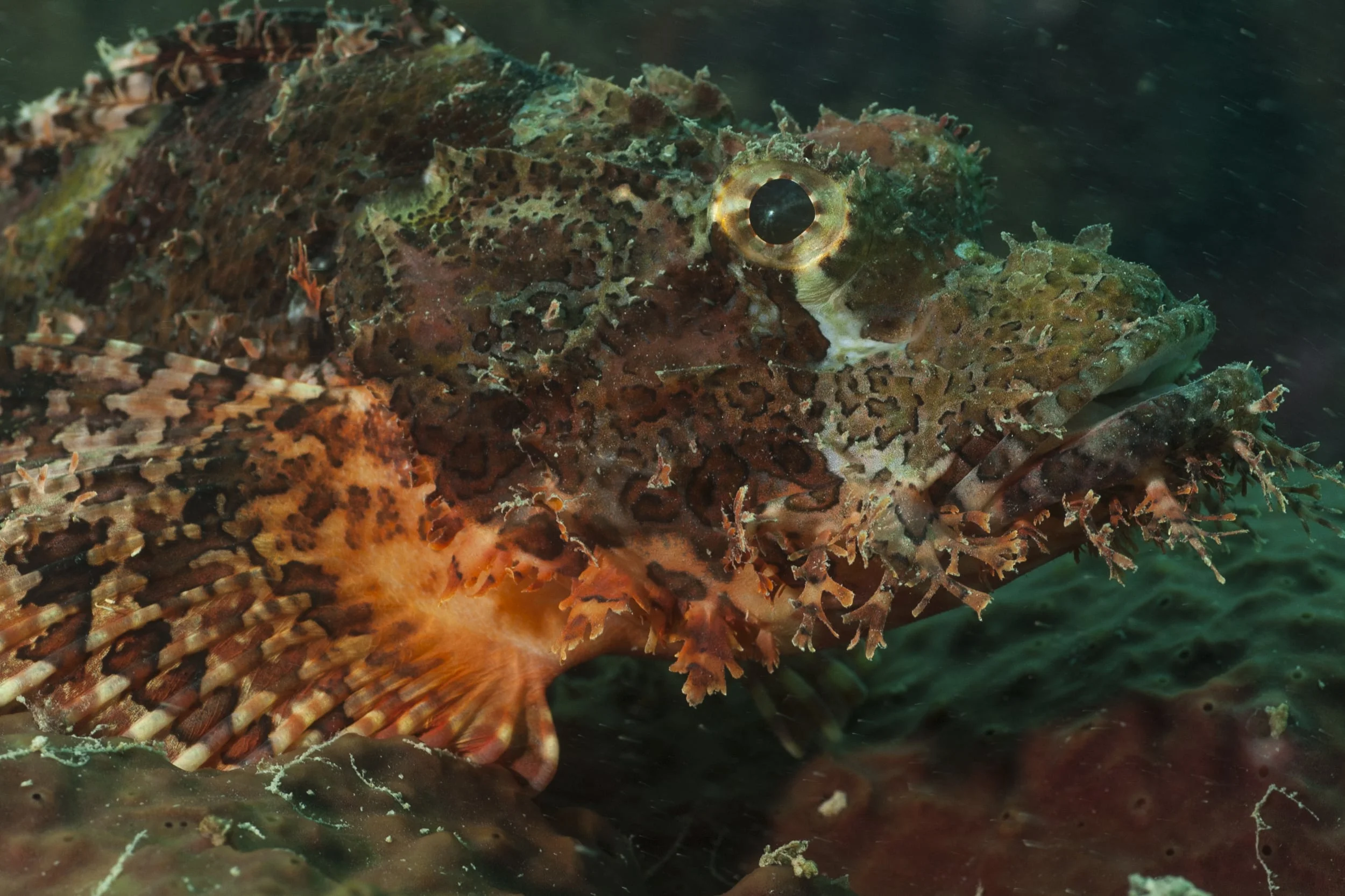 Scorpion Fish.jpg