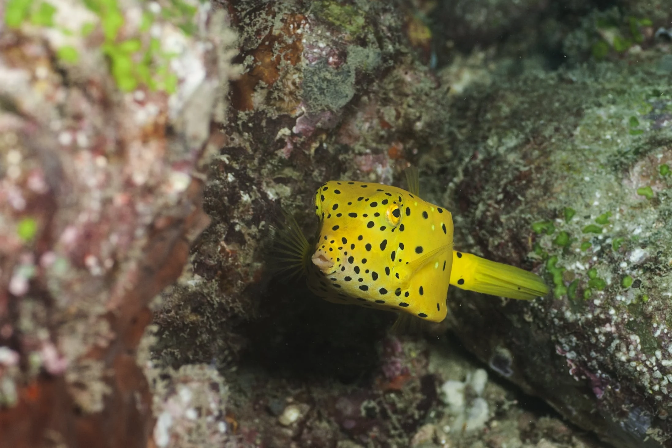 Yellow Box fish.jpg