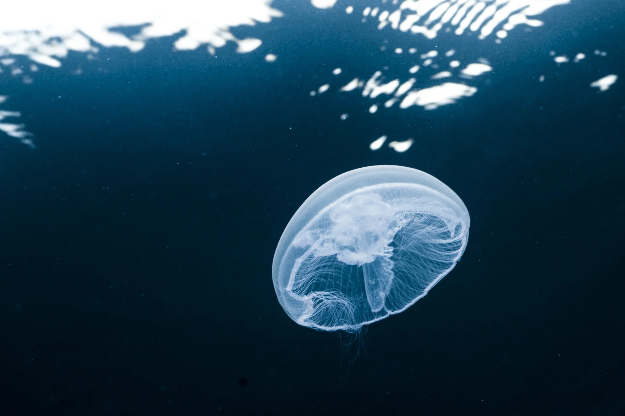 Moon Jelly Fish