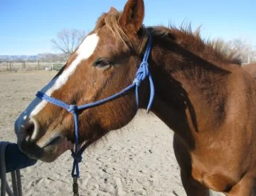 Here's Dude demonstrating this stretch. He loved it and would request it before I was allowed to do anything else with him. Not all horses feel that way.