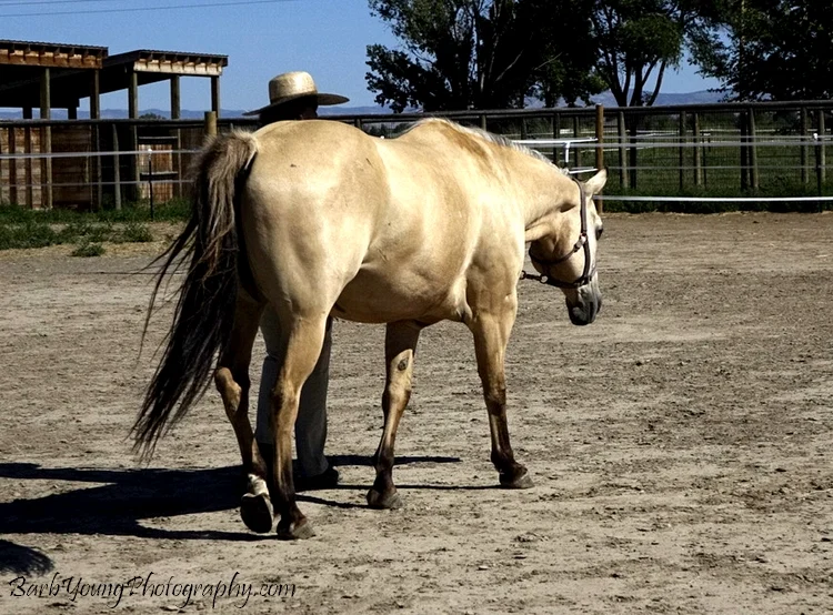 
Sundance comes back with me at that point and decides to give me another chance. Note though that in these two images where he is following me his belly is tight, his eyes show tension, his head is low and ready to go into his escape march away at any moment. He’s tense, not sure about this at all! My goal in any interaction with a horse is for the horse to feel not one shred of doubt about what’s expected as well as to feel confident that he has a choice whether to participate or not. Now, I tend to take it as a choice to engage in a conversation, even an uncomfortable one, if they walk up to me and invite me to put the halter on. Hence this conversation with Sunny. Now, you’ll recall in the image before this one there was a lot of tension so I feel the need to ask another question to see if I can get him thinking in a different direction.