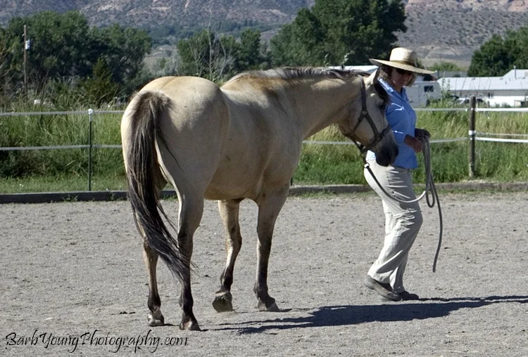 Here I ask for another change of direction. He follows off pretty nicely. I like there is slack in the rope and his head and ears are up.