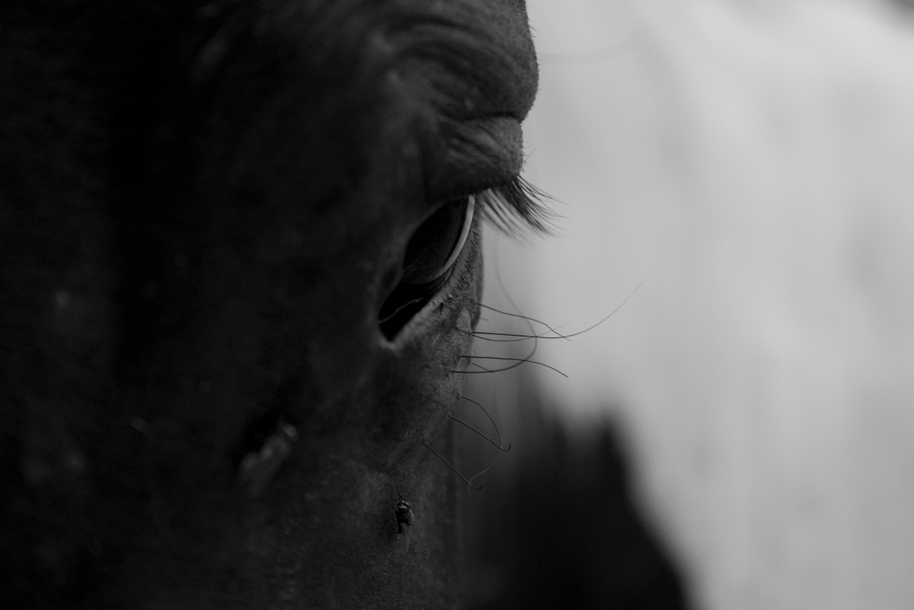 DSC_0198.jpeg