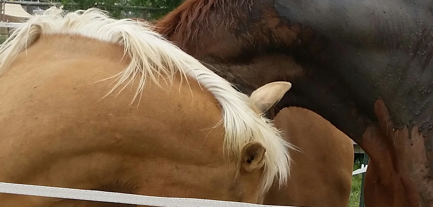 20150528_162531-1.jpg