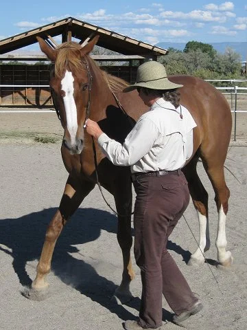 position for inhand lateral work front view.jpg