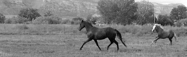 bw horses running.jpg