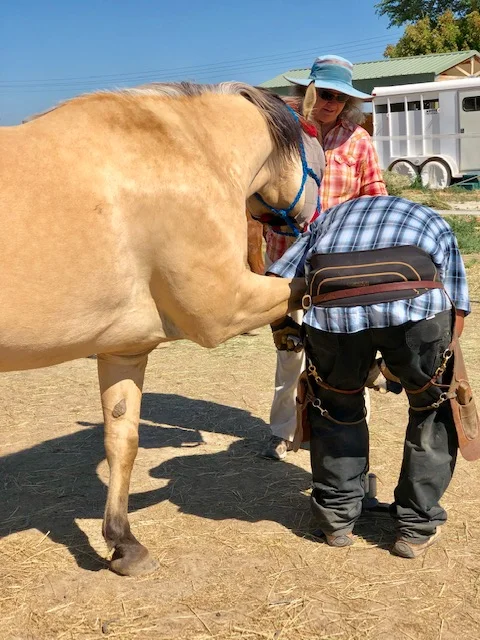 July 1st, Sunny getting his feet trimmed. He put his feet on the hoof stand and everything. Just an old pro!