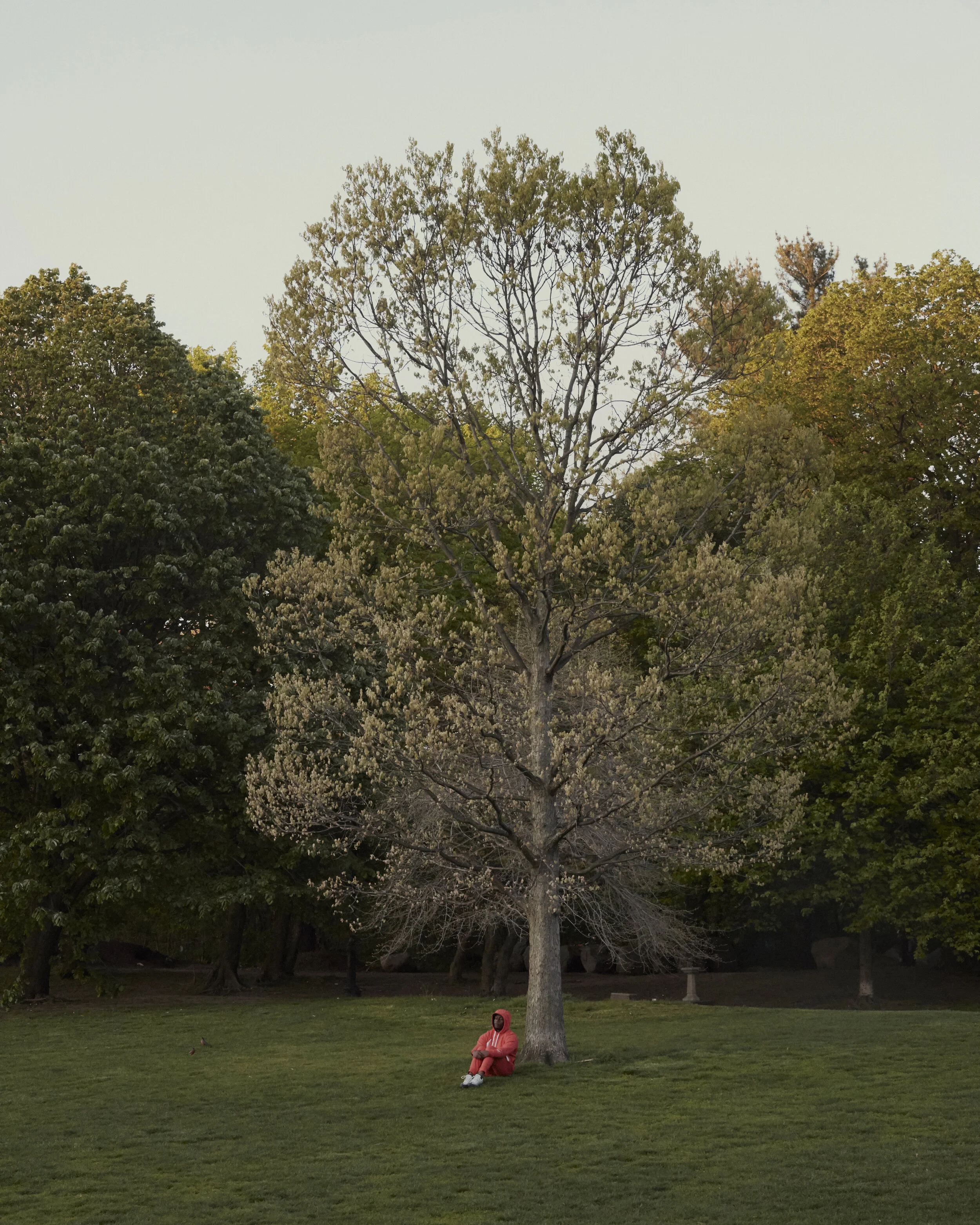 Seeking Comfort in Nature for The New York Times