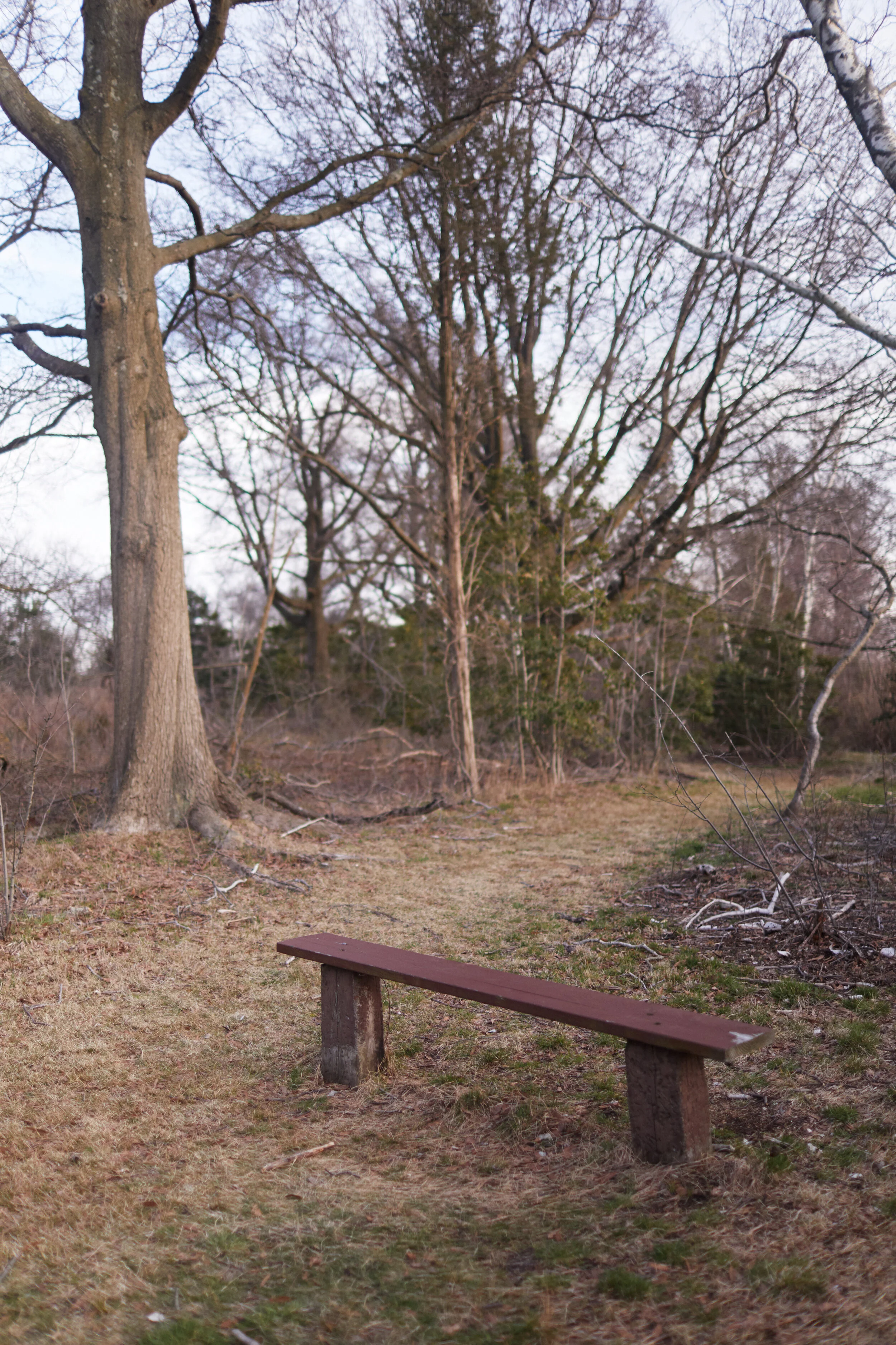 Seeking Comfort in Nature for The New York Times