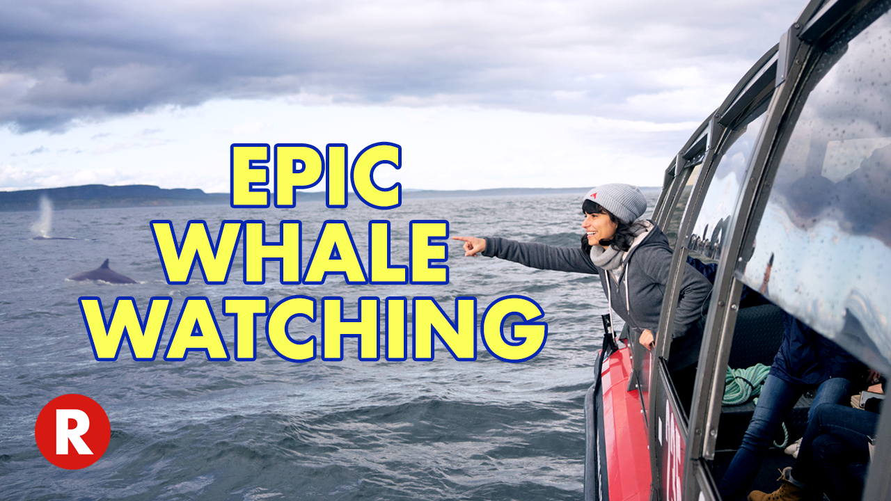 Incredible Whale Watching with Tadoussac Autrement!! // Charlevoix Flavor Trail // La Malbaie