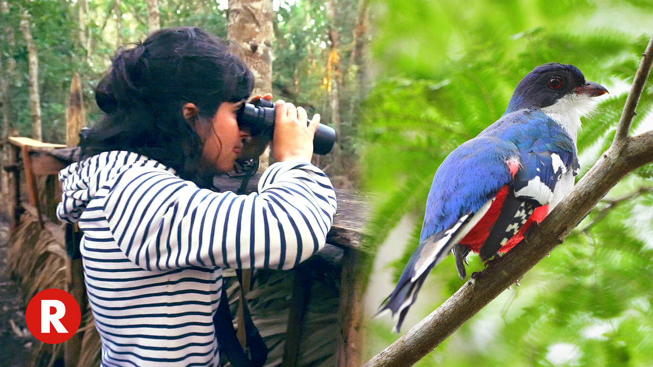 Searching for Cuba's National Bird // La Cienaga de Zapata Tour (Zapata Swamp) // Cuba's Tocororo!