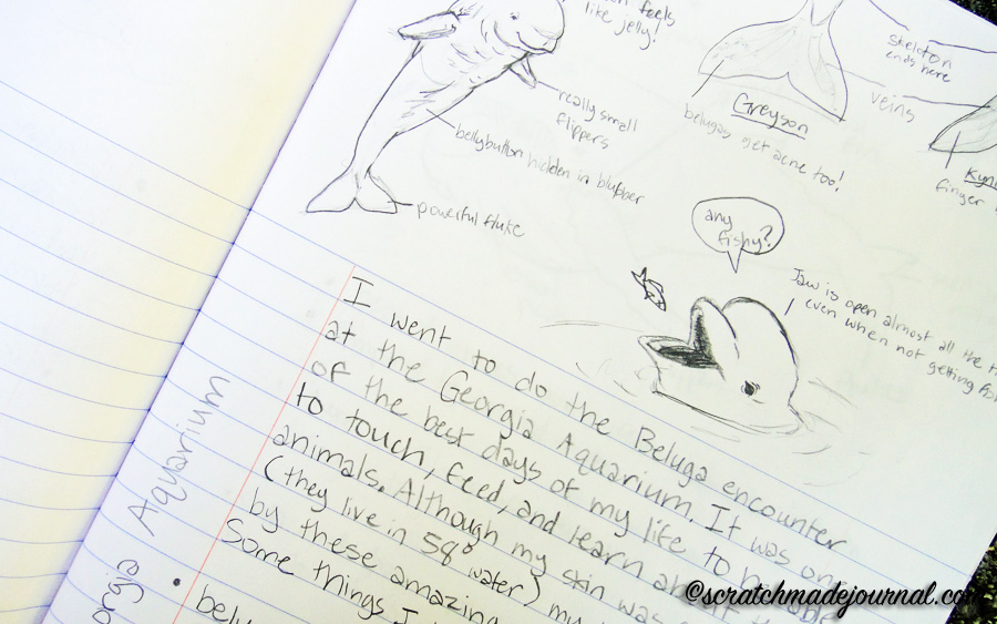 Wren  Notebook  Notepad  Wildlife Spotter Jotter Recorder Ideal Gift A6 404 